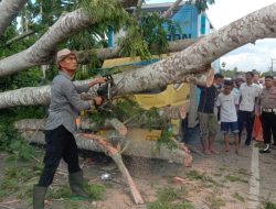 Mobil Box Selamat Meski Tertimpa Pohon di Banda Aceh – Medan