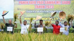 Panen Raya Padi MT Gadu di Lamtamot Dihadiri Pj Bupati Aceh Besar