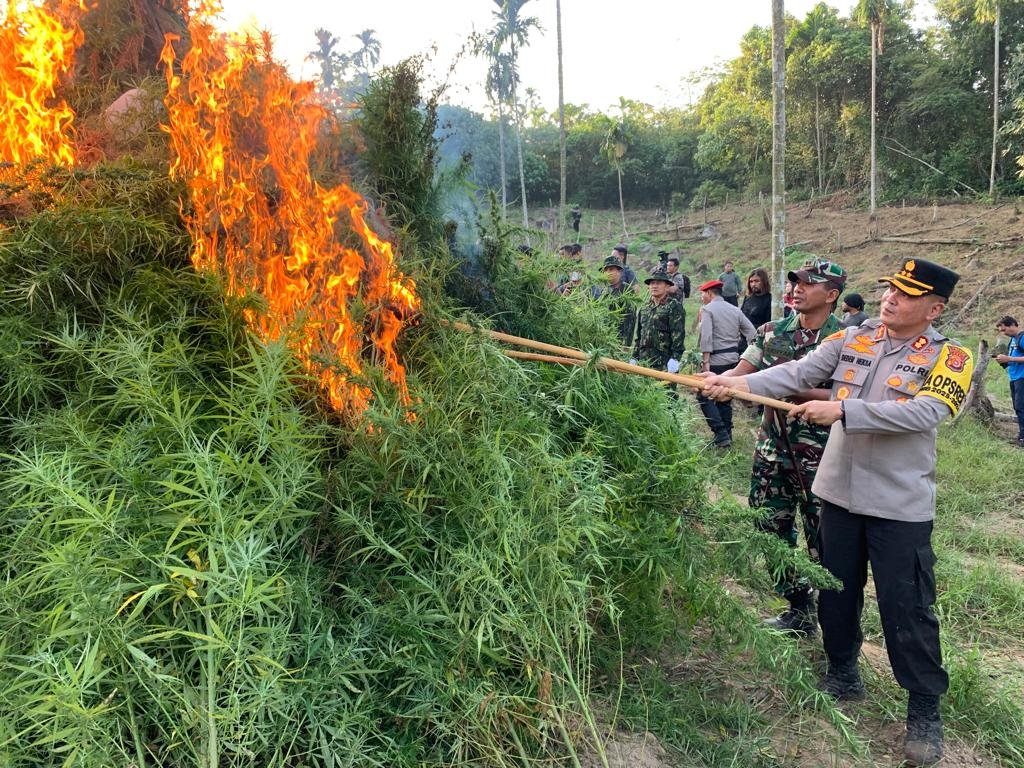 Dandim 0103/Aceh Utara Letkol Kav Mahkyar S.T.,M.M.,M.H.I., dampingi Kepala BNN RI Komjend Pol Marthinus Hukom, S.I.K., M.Si., dan bersama Tim gabungan lainya yang terdiri dari TNI, Polri, BNN, Dinas Kesehatan, serta para unsur muspika kecamatan Sawang memusnahkan seluas 2 Hektar Lahan Ganja di Desa Teupin Reusep, Kecamatan Sawang, Kabupaten Aceh Utara. Rabu (23/01/2024).