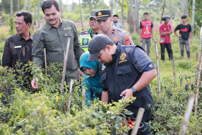 Pj Bupati Aceh Besar Muhammad Iswanto bersama Pj Ketua TP PKK Aceh Besar Cut Rezky Handayani didampingi Kadistan Aceh Besar Jakfar melakukan panen cabai merah di Gampong Leupung Bruek, Kecamatan Kuta Cot Glie, Jumat (12/01/2024)